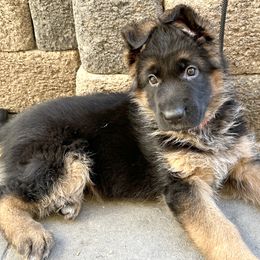 German Shepherd Puppies from GSD Vom Haus