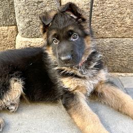 German Shepherd Puppies from GSD Vom Haus