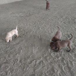 Chesapeake Bay Retriever Puppies from GemiLamb Gun Dogs