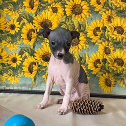 Queen - White and black female American Hairless Terrier puppy in Buckingham, Illinois from Gaus Hof