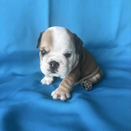 Thunder - Fawn and white male Bulldog puppy in Lutz, Florida from Romanov’s  Bulldogs