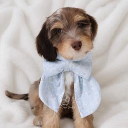 SAV, GA - GUARDIAN HOME NEEDED - Merle male Goldendoodle puppy in Savannah, Georgia from Vino and Vespa Doodles