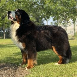 Elvis - Bernese Mountain Dog