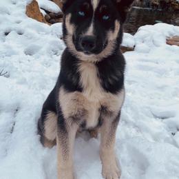 Siberian Huskies from Stone Ridge Huskies