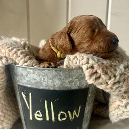 Yellow - Red  male Goldendoodle puppy in Grand Blanc, Michigan from Perry Farm Doodles