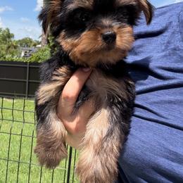 King Lay - Black and tan male Yorkshire Terrier puppy in Fort Myers, Florida from Katherine’s Yorkies and Poodles