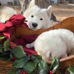 Girl 2 - White female Samoyed puppy in Broomfield, Colorado from Klondike Snow Samoyeds