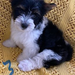 Biewer Terrier All Grown Up from Georgia Mountain Biewers