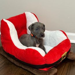 Dancer - Blue female Great Dane puppy in Batavia, Illinois from Dream Danes House of Cambridge Great Danes