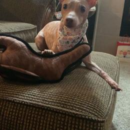 Sir - American Hairless Terrier