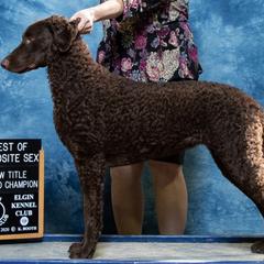 Curly-Coated Retriever All Grown Up from The Thompsons in Partnership with Podunk CCRs