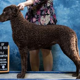 Curly-Coated Retriever All Grown Up from The Thompsons in Partnership with Podunk CCRs
