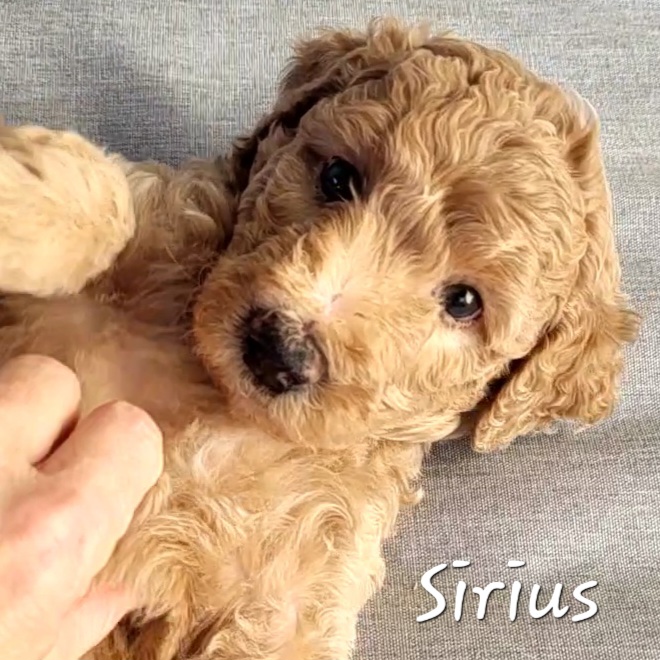 Goldendoodle Puppies from M&M G-Doods