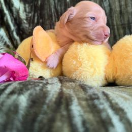 Isabella - Cream female Dachshund puppy in Bergen, New York from T. Rex Doxies & Friends