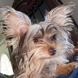 Mork - Yorkshire Terrier