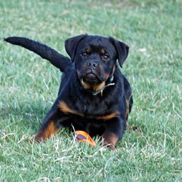 Rottweiler and Shetland Sheepdog Puppies from Mountain High Kennels