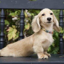 Ivan is 4500dollars - Cream male Dachshund puppy in Crystal, Michigan from Mare-bella Dachshunds