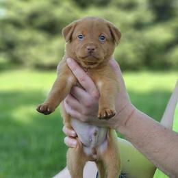 Orange Collar - Male - Yellow male Labrador Retriever puppy in Boyd, Minnesota from Lindley Labradors