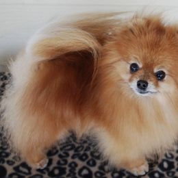 Pomeranian All Grown Up from ShowPomeranians