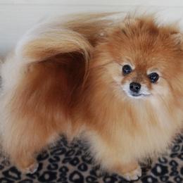 Pomeranian All Grown Up from ShowPomeranians
