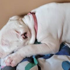Girl 1 - Dogo Argentino puppy in Pueblo, Colorado from Palace Guard Dogos