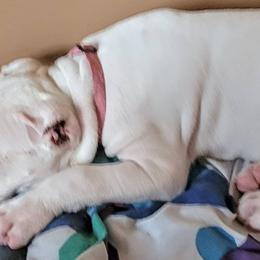 Girl 1 - Dogo Argentino puppy in Pueblo, Colorado from Palace Guard Dogos