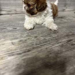 Shih Tzu Puppies from Butterfly Shih Tzu Pups