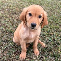 Pistol - Dark golden male Golden Retriever puppy in Marshfield, Missouri from Hilltop Kennel LLC