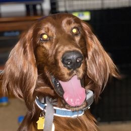 Rocky - Irish Setter