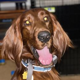 Rocky - Irish Setter