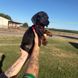 Christopher Robin - Black and tan male Dachshund puppy in Turlock, California from Dandelion Dachshund