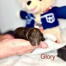 Glory - Chocolate female Australian Labradoodle puppy in Ponchatoula, Louisiana from Cajun Land Doodles