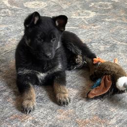 Leya - Bi-color female German Shepherd puppy in Moore, South Carolina from Von Zorhaus