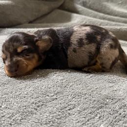 Timber - Dapple male Dachshund puppy in Live Oak, Florida from Johnson’s Weiner Farm