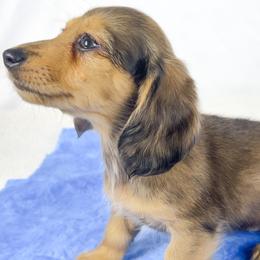 Cherry - Red male Dachshund puppy in Sacramento, California from MiniDoxPups