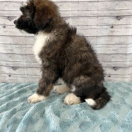 Aussiedoodle Puppies from Soap Creek Kennels