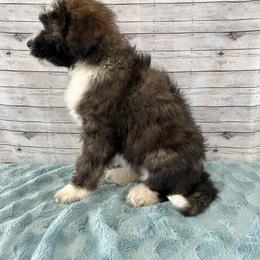 Aussiedoodle Puppies from Soap Creek Kennels
