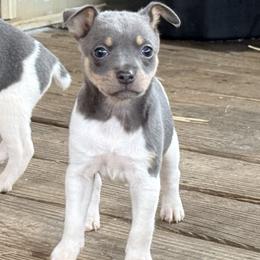 Kismet - Blue white and tan female Rat Terrier puppy in Booneville, Mississippi from Emerald Rat Terriers
