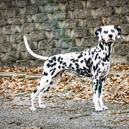 Presley - Dalmatian