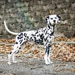 Presley - Dalmatian