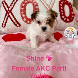 Yorkshire Terrier Puppies from Sunshine Luv Yorkies
