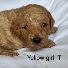 Yellow collar girl - Red  female Goldendoodle puppy in Vian, Oklahoma from Dog Days Doodles