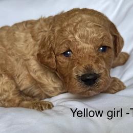 Yellow collar girl - Red  female Goldendoodle puppy in Vian, Oklahoma from Dog Days Doodles