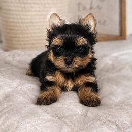 Bubbles - Black and tan female Yorkshire Terrier puppy in Phoenix, Arizona from Luxury Pups AZ