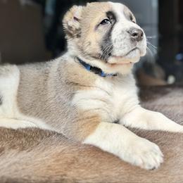 Blue collar - Brindle male Central Asian Shepherd Dog puppy in Markleysburg, Pennsylvania from Wolf Mountain Farm