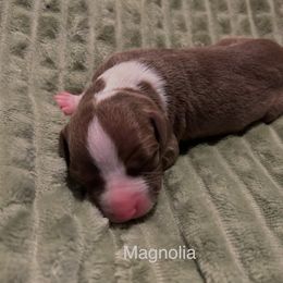 American Pit Bull Terrier Puppies from Wyngate Puppy Breeders