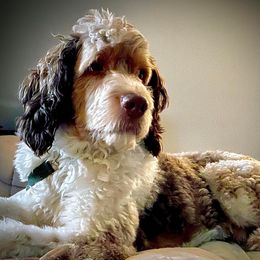 Bentley - Bernedoodle