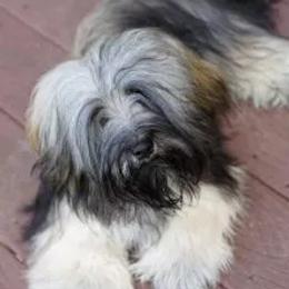 Noble - Havanese