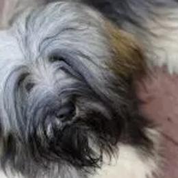 Noble - Havanese