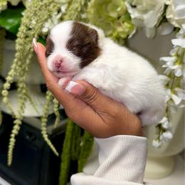 Little Debbie - Chocolate parti female Pomeranian puppy in Newport News, Virginia from Nel’s Pomeranians